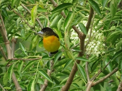 Ramphocelus flammigerus flammigerus