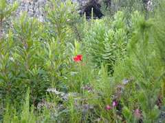Gladiolus sempervirens