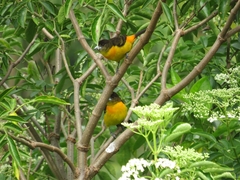 Ramphocelus flammigerus flammigerus