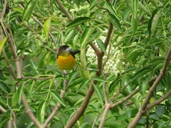 Ramphocelus flammigerus flammigerus