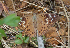 Asterocampa celtis celtis