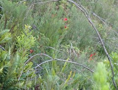 Gladiolus sempervirens