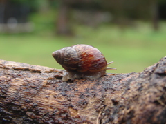 Bothriembryon brazieri