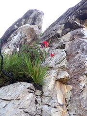 Gladiolus sempervirens