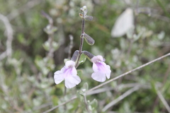 Salvia thymoides