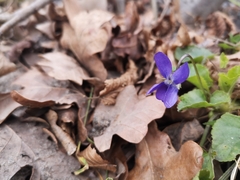 Viola odorata