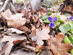 Viola odorata