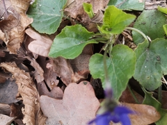 Viola odorata