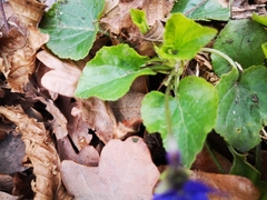 Viola odorata