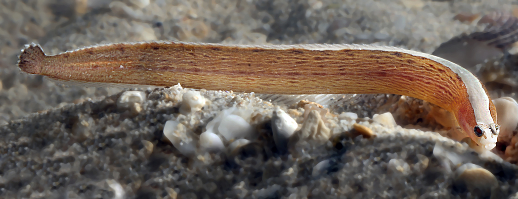 Slender weedfish (Sticharium dorsale) — Clinidae
