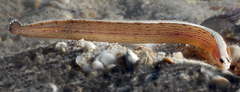 Sticharium dorsale