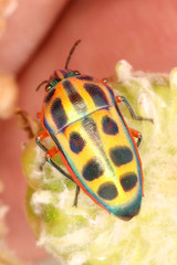 Calidea dregii