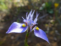Moraea fergusoniae
