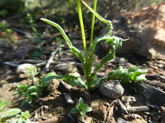 Moraea fergusoniae