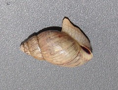 Bothriembryon brazieri