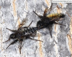 Grypoctonus