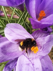 Bombus