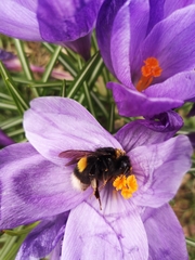 Bombus