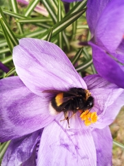 Bombus