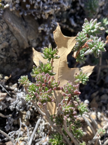 Havard's stonecrop