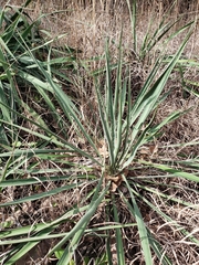 Yucca necopina