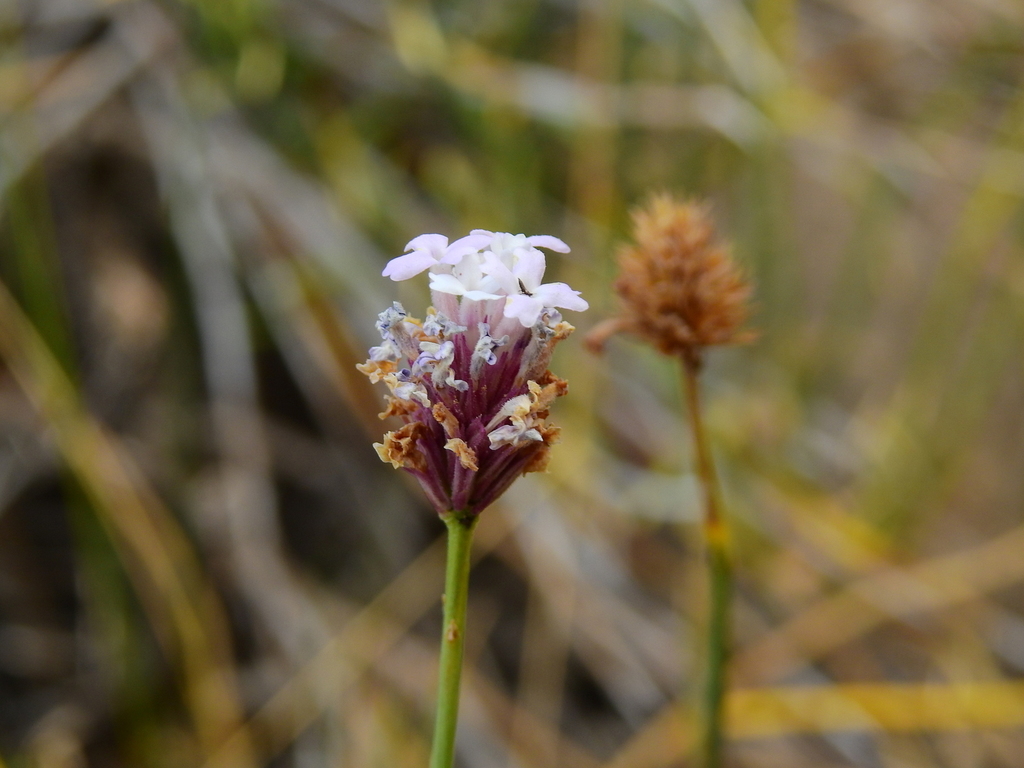 Junellia spathulata