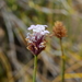 Junellia spathulata - Photo (c) Guillermo Debandi, some rights reserved (CC BY), uploaded by Guillermo Debandi