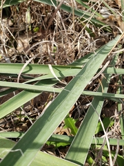 Yucca necopina