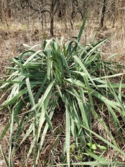Yucca necopina