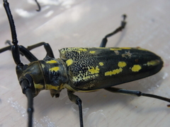 Batocera lineolata