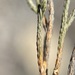 Selaginella viridissima - Photo (c) Matt Berger, algunos derechos reservados (CC BY), uploaded by Matt Berger