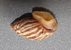 Bothriembryon brazieri