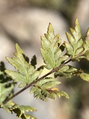 Myriopteris wrightii