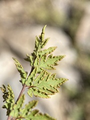 Myriopteris wrightii