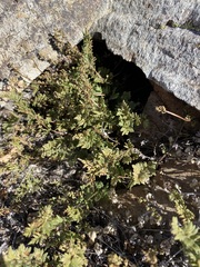 Myriopteris wrightii