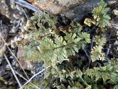 Myriopteris wrightii