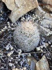 Escobaria tuberculosa varicolor