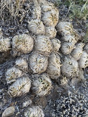 Selaginella pilifera