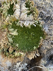 Selaginella pilifera