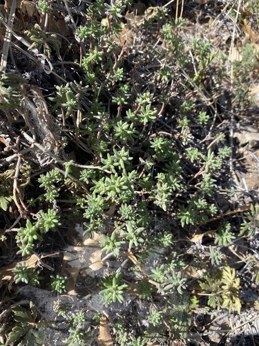 Image of Sedum havardii by (c) Matt Berger, some rights reserved (CC BY)