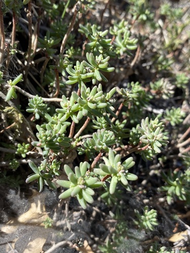 Havard's Stonecrop (Sedum havardii)