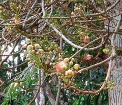 Couroupita guianensis