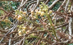 Couroupita guianensis