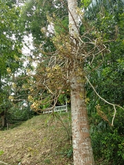 Couroupita guianensis