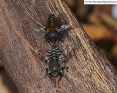 Grypoctonus