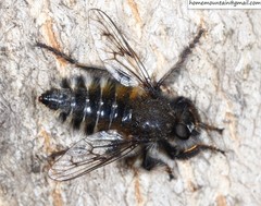 Grypoctonus