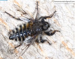 Grypoctonus
