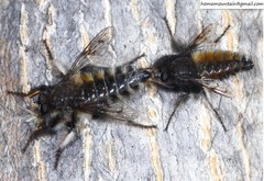 Grypoctonus