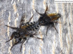 Grypoctonus