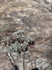 Eriogonum tenellum